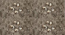 Szkodniki w glebie – Tylko łączenie metod przynosi efekty w zwalczaniu