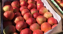 Zmiany cen jabłek deserowych w kraju wg. ZSRIR [15-25.03]