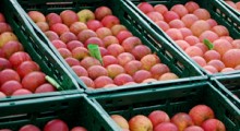 Ceny jabłek deserowych 4 największych producentów w UE – marzec 2021