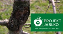 Nawożenie wiosenne i rak drzew owocowych - Projekt Jabłko 