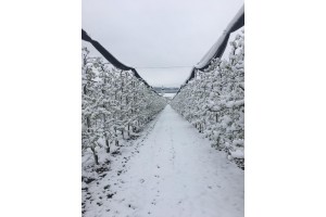 foto: Miha Meško [Fruitconsult BV Randwijk]
