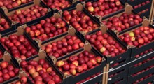 Eksport jabłek wciąż trwa, duży lokalny popyt na polskie jabłka