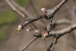 Jabłoń - odmiana Alwa - 09/04/2015 - wielkopolska