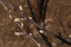 Jabłoń - odmiana Camspur - 09/04/2015 - wielkopolska