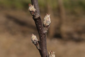 Jabłoń - odmiana Camspur - 09/04/2015 - wielkopolska