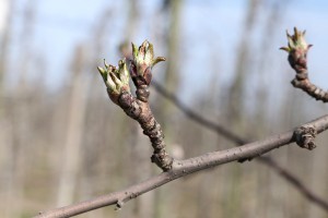 Jabłoń - odmiana Gala Must - 09/04/2015 - wielkopolska