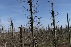 Jabłoń - odmiana Gloster - 09/04/2015 - wielkopolska