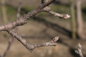 Jabłoń - odmiana Gloster - 09/04/2015 - wielkopolska