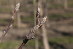 Jabłoń - odmiana Gloster - 09/04/2015 - wielkopolska