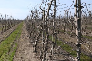 Jabłoń - odmiana Jonagored - 09/04/2015 - wielkopolska