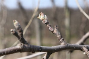 Jabłoń - odmiana Jonagored - 09/04/2015 - wielkopolska