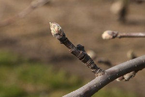 Jabłoń - odmiana Jonagored - 09/04/2015 - wielkopolska