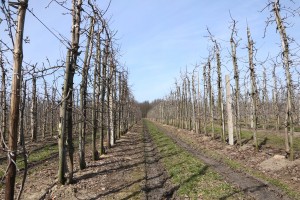 Jabłoń - odmiana Ligol - 09/04/2015 - wielkopolska