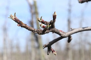 Jabłoń - odmiana Ligol - 09/04/2015 - wielkopolska