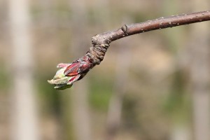 Jabłoń - odmiana Ligol - 09/04/2015 - wielkopolska