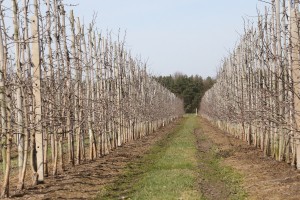 Jabłoń - odmiana Lobo - 09/04/2015 - wielkopolska