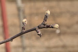 Jabłoń - odmiana Lobo - 09/04/2015 - wielkopolska