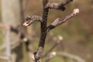 Jabłoń - odmiana Lobo - 09/04/2015 - wielkopolska