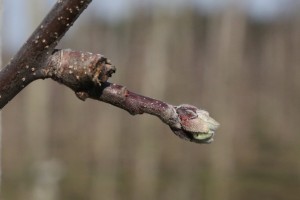 Jabłoń - odmiana Paulared - 09/04/2015 - wielkopolska