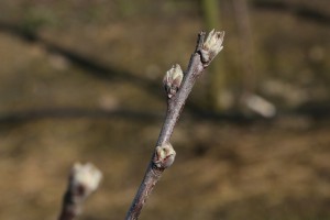 Jabłoń - odmiana Paulared - 09/04/2015 - wielkopolska