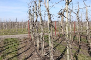 Jabłoń - odmiana Red Jonaprince - 09/04/2015 - wielkopolska