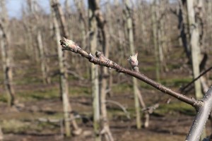 Jabłoń - odmiana Red Jonaprince - 09/04/2015 - wielkopolska