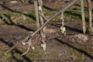 Jabłoń - odmiana Red Jonaprince - 09/04/2015 - wielkopolska