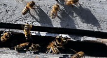 Pszczoły zalane ropą – i to w nie jednej pasiece ! 