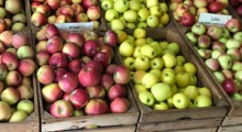 Zmiany cen jabłek deserowych w kraju wg. ZSRIR [05-15.04.]