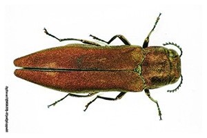  Agrilus mali: chrząszcz [foto: Dr Wang Zhi-Yong, Chiny]