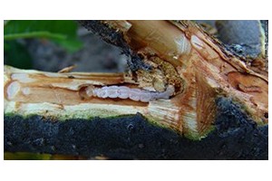  Agrilus mali: larwa w żerowisku [foto: Dr Wang Zhi-Yong, Chiny]