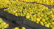 OSZUSTWO przy interwencyjnym skupie jabłek 