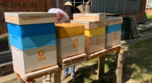 Inteligentne ule mogą uratować pszczoły przed wyginięciem ! 