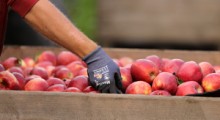 Czy pandemia w tym roku pokrzyżuje zbiory jabłek?