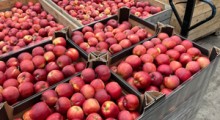 Zmiany cen jabłek deserowych w kraju wg. ZSRIR [12-22.04.]