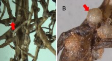 Meloidogyne vitis sp. n. – nowy pasożyt winorośli