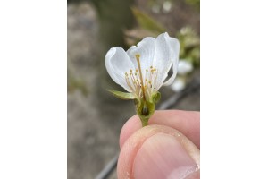 Czereśnie - Burlat - 26.04.2021