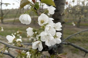 Czereśnie - Burlat - 26.04.2021