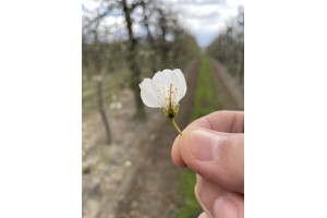 Czereśnie - Burlat - 26.04.2021