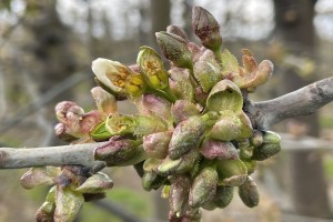 Czereśnie - Kordia - 26.04.2021