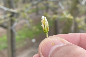 Czereśnie - Vanda - 26.04.2021