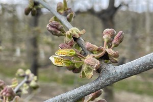 Czereśnie - Vanda - 26.04.2021