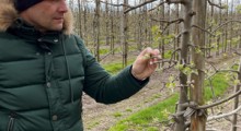 Ochrona sadu przed mączniakiem jabłoni - Zbigniew Dąbrowski