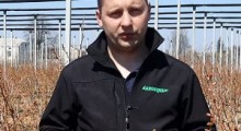 Bieżące zalecenia w uprawie borówki – Tomasz Domański, Agrosimex