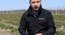Bieżące zalecenia w uprawie truskawek – Tomasz Domański, Agrosimex 