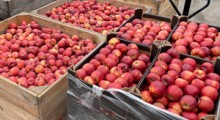 Ceny jabłek deserowych 4 największych producentów w UE – kwiecień 2021