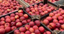 Zmiany cen jabłek deserowych w kraju wg. ZSRIR [26.04-06.05]