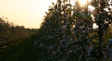 Czy „zimni ogrodnicy” oszczędzą w tym roku sady i plantacje ? 