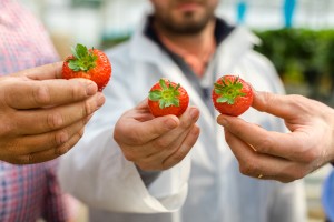  Jak odróżnić polskie truskawki od importowanych ? 