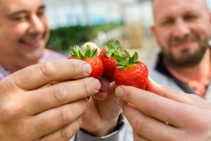  Jak odróżnić polskie truskawki od importowanych ? 